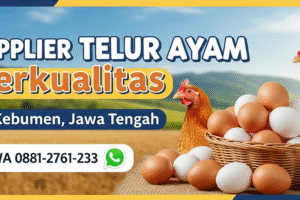 Supplier Telur Ayam Berkualitas di Kebumen, Jawa Tengah