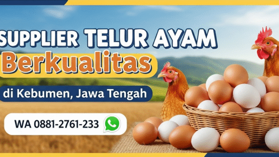 Supplier Telur Ayam Berkualitas di Kebumen, Jawa Tengah